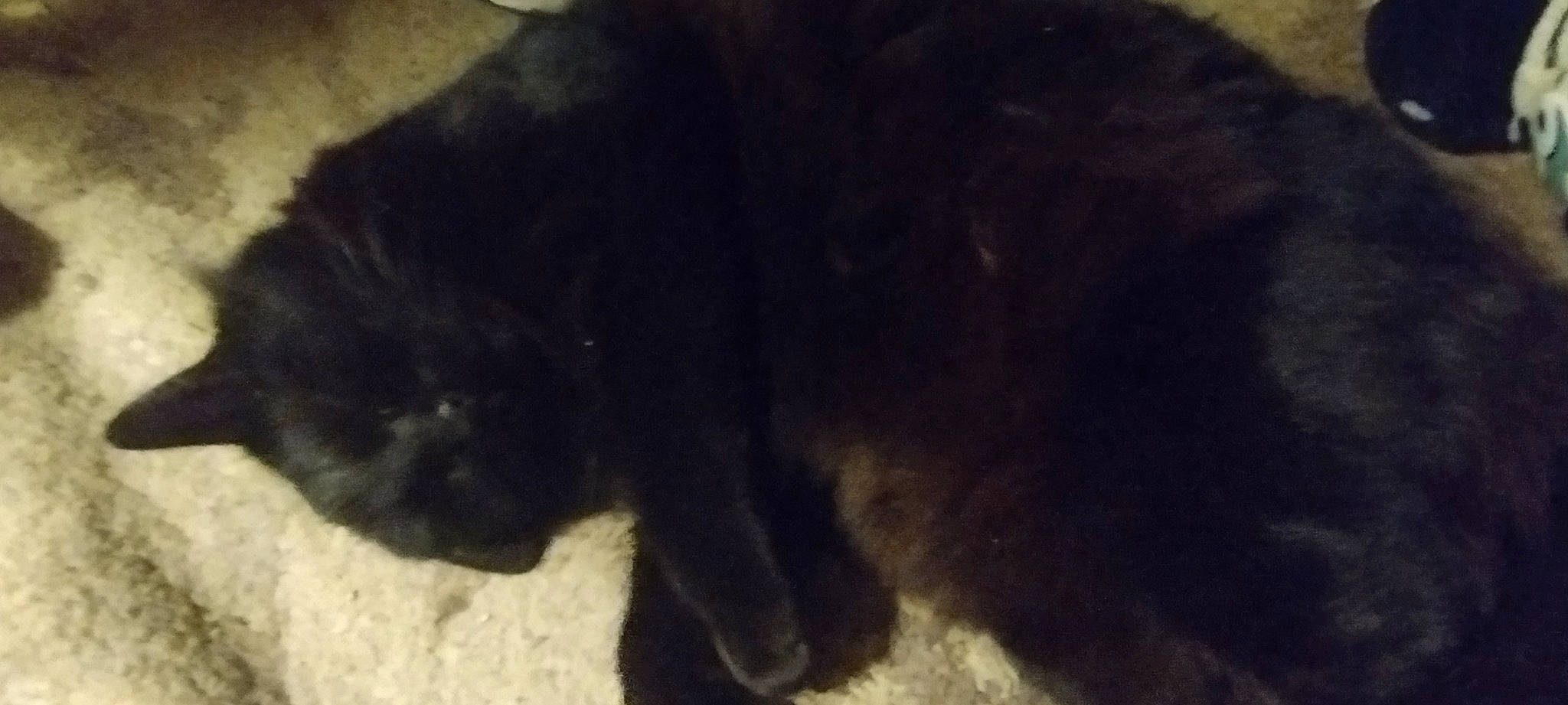 Lil Momma is registered to the contest to win money with this photo: black_cat, canidae, carnivore, cat, claw, dog_breed, fawn, felidae, fur, liver, small_to_medium_sized_cats, snout, sporting_group, tail, terrestrial_animal, whiskers