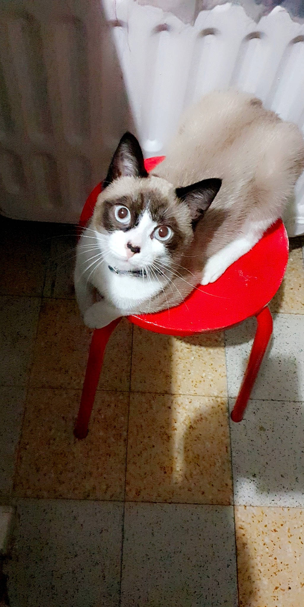 Nemo participe au concours pour gagner de l'argent avec cette photo : carnivore, cat, domestic_short_haired_cat, door, eye, fawn, felidae, flooring, fur, grey, leg, mammal, moustache, paw, sitting, small_to_medium_sized_cats, snout, tail, whiskers, wood