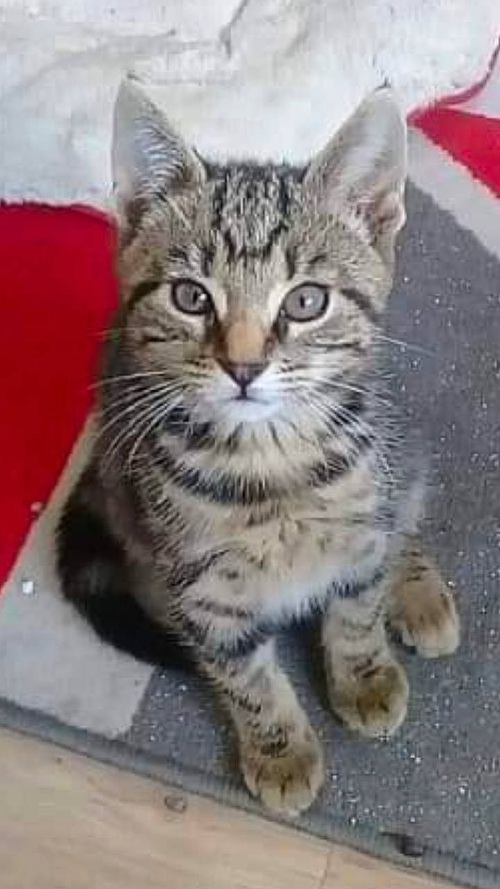 Bouboule a rejoint le concours — aidez-le/la à gagner de superbes lots ! aegean_cat, american_shorthair, american_wirehair, asian, california_spangled, carnivore, cat, domestic_short_haired_cat, dragon_li, european_shorthair, felidae, kitten, mammal, pixie_bob, small_to_medium_sized_cats, snout, tabby_cat, vertebrate, whiskers, wild_cat