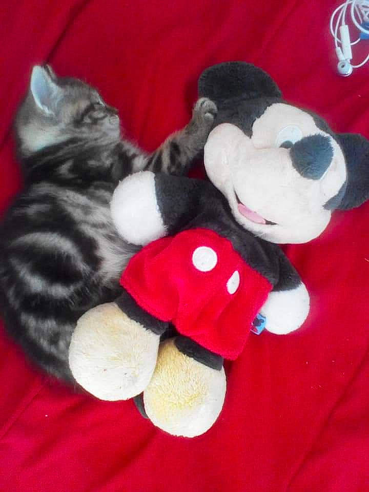 Bouboule participe au concours pour gagner de l'argent avec cette photo : plush, stuffed_toy, teddy_bear, textile, toy