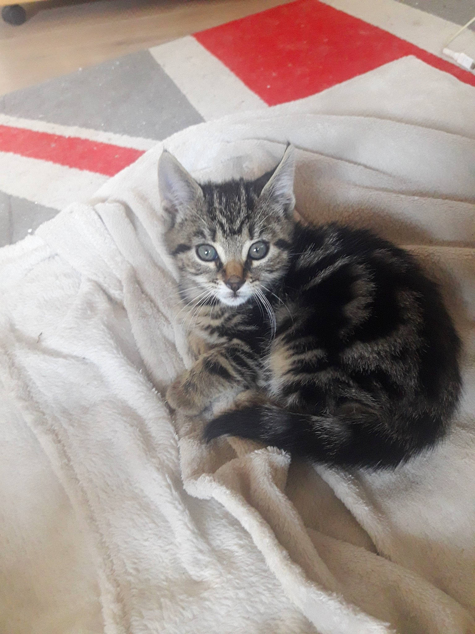 Bouboule participe au concours pour gagner de l'argent avec cette photo : american_shorthair, asian, carnivore, cat, cymric, domestic_long_haired_cat, domestic_short_haired_cat, dragon_li, european_shorthair, felidae, fur, kitten, maine_coon, mammal, norwegian_forest_cat, small_to_medium_sized_cats, tabby_cat, whiskers