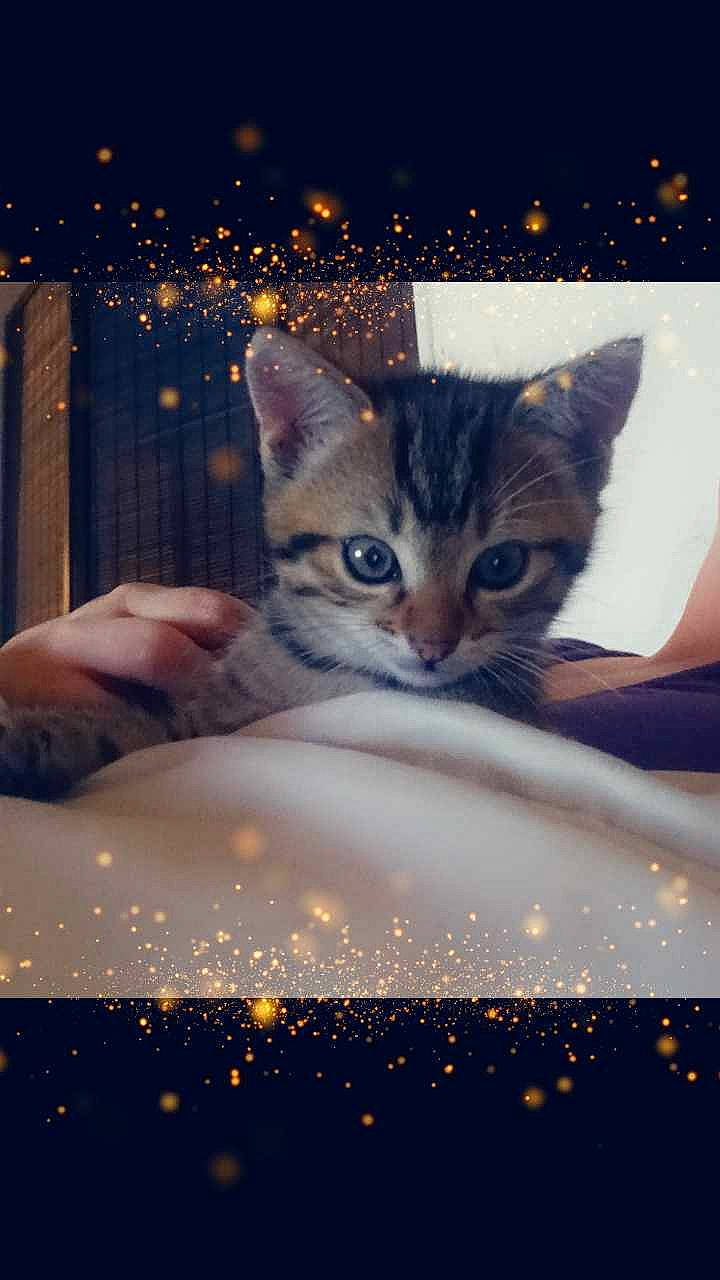 Junior participe au concours pour gagner de l'argent avec cette photo : beauty, carnivore, cat, darkness, event, felidae, font, gesture, holiday, light, lighting, midnight, photo_caption, reflection, sky, small_to_medium_sized_cats, space, whiskers, window, world