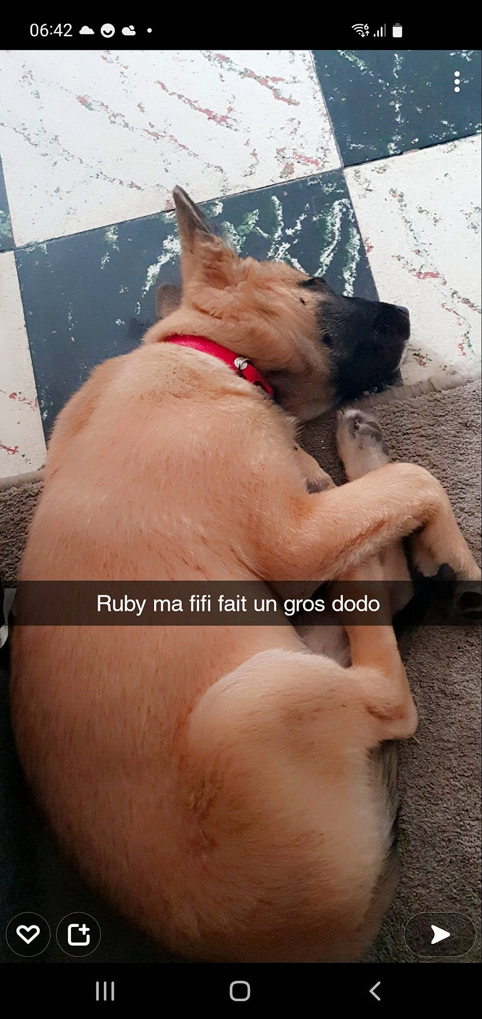 Ruby a rejoint le concours — aidez-le/la à gagner de superbes lots ! barechested, carnivore, collar, companion_dog, dog, dog_breed, dog_collar, fawn, finger, foot, gesture, human_leg, knee, nail, thigh, thumb, trunk, window, working_animal, wrist