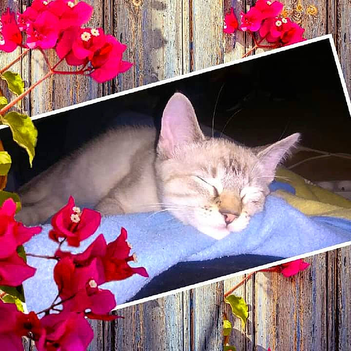 Perle participe au concours pour gagner de l'argent avec cette photo : asian, carnivore, cat, cyclamen, felidae, flower, herbaceous_plant, kitten, morning, organism, petal, photo_caption, pink, plant, small_to_medium_sized_cats, spring, tabby_cat, whiskers