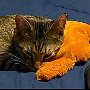 Harvey is registered to the contest to win money with this photo: cat, tabby, sleeping, nap, plush_toy, starfish_shape, blue_blanket, cozy, pet, animal, fur, whiskers, ears, resting, indoor, soft, cute, domestic_cat, relaxing, sleep