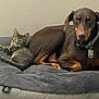 Apollo joined the competition — help win amazing prizes! cat, dog, tabby_cat, doberman, pet_bed, gray_bed, indoor, relaxed, animal, feline, canine, pet, resting, companion, cozy, fur, ears, collar, tag, laying_down