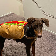 Apollo joined the competition — help win amazing prizes! dog, doberman, costume, hot_dog_costume, pet, indoor, carpet, wall, cable, stairs, animal, brown_dog, canine, cute, funny_costume, standing, looking, ears, collar, floor