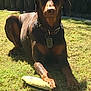 Apollo is registered to the contest to win money with this photo: dog, doberman, grass, toy, outdoor, pet, animal, collar, sunlight, playing, mammal, canine, brown, black, guarding, laying_down, yard, nature, daytime, alert