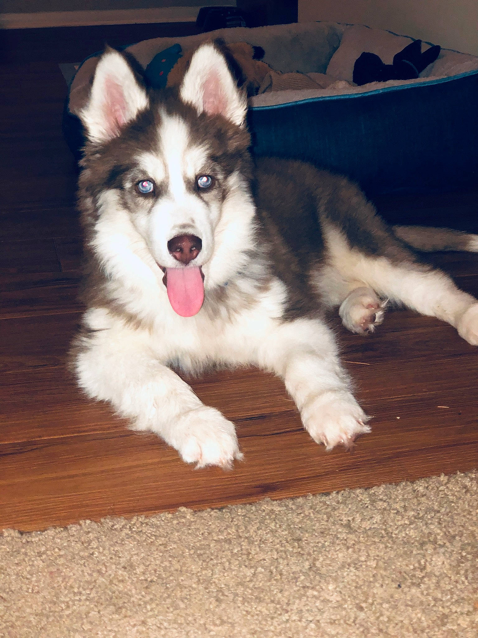 Diesel joined the competition — help win amazing prizes! alaskan_klee_kai, alaskan_malamute, canadian_eskimo_dog, canidae, carnivore, dog, dog_breed, labrador_husky, mammal, miniature_siberian_husky, native_american_indian_dog, northern_inuit_dog, sakhalin_husky, seppala_siberian_sleddog, siberian_husky, sled_dog, snout, tamaskan_dog, vertebrate, wolfdog