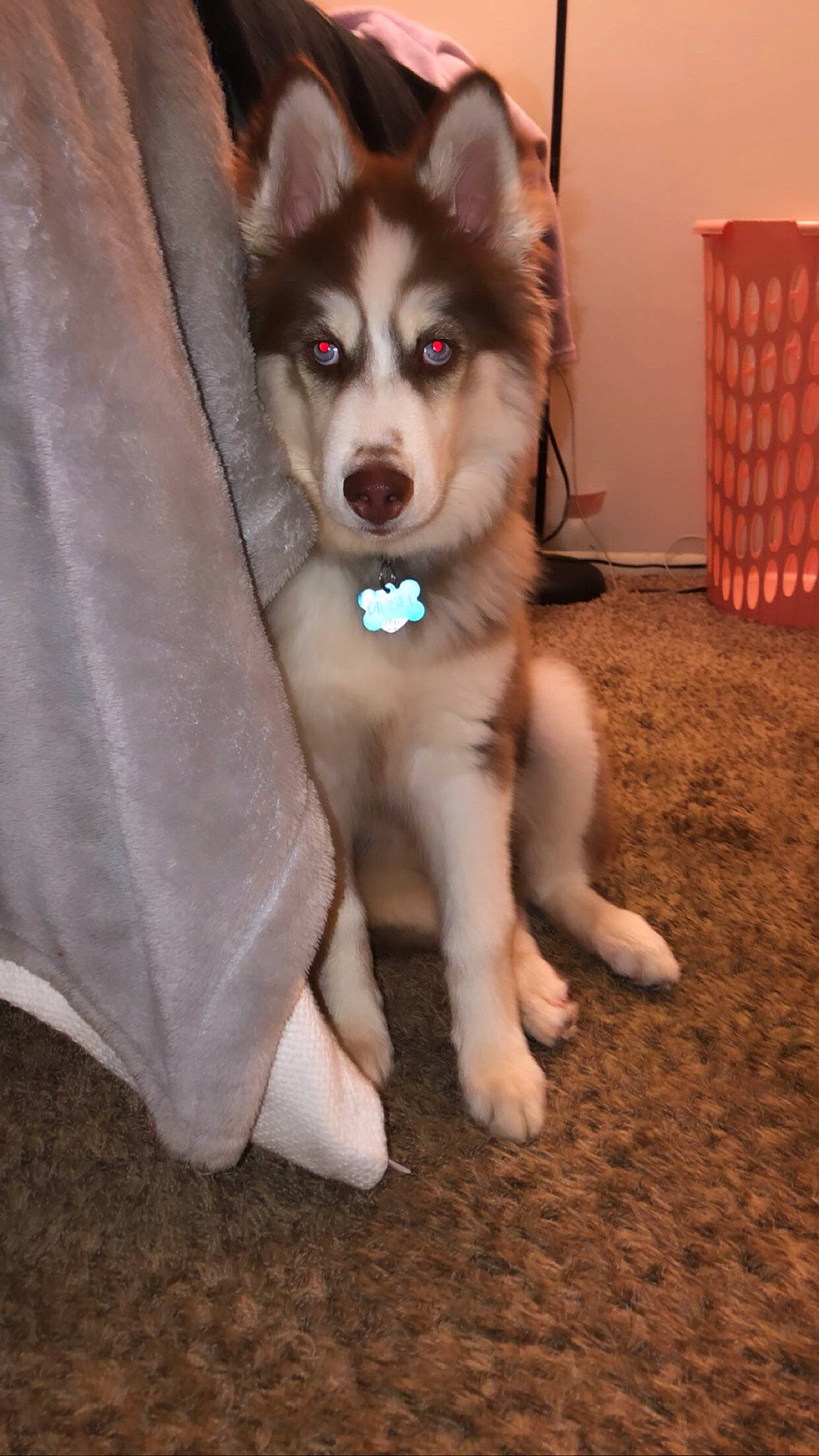 Diesel is registered to the contest to win money with this photo: alaskan_malamute, canadian_eskimo_dog, canidae, carnivore, dog, dog_breed, labrador_husky, mammal, miniature_siberian_husky, native_american_indian_dog, northern_inuit_dog, nose, sakhalin_husky, seppala_siberian_sleddog, siberian_husky, sled_dog, snout, tamaskan_dog, vertebrate, wolfdog