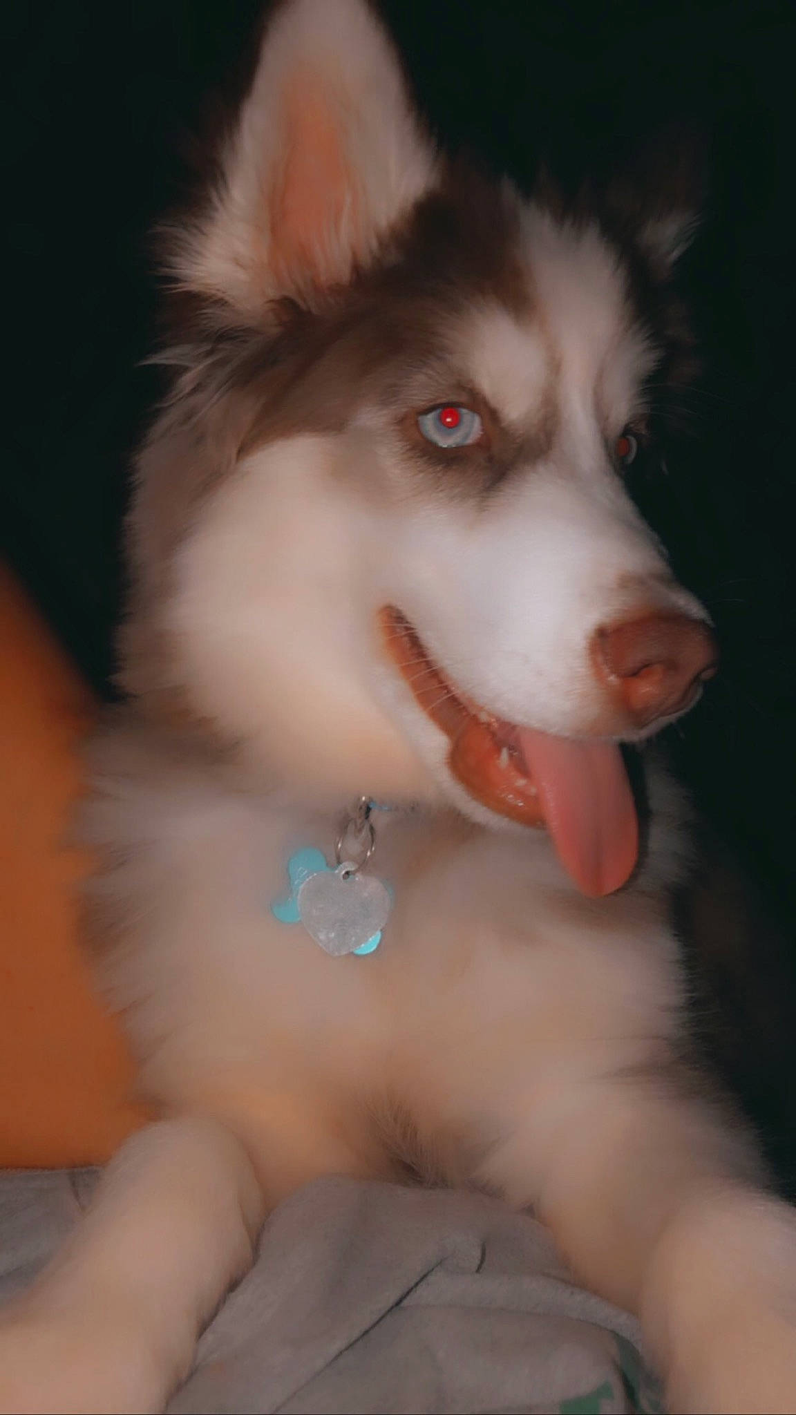 Diesel is registered to the contest to win money with this photo: alaskan_malamute, canadian_eskimo_dog, canidae, carnivore, dog, dog_breed, iris, mammal, miniature_siberian_husky, native_american_indian_dog, nose, rare_breed_dog, sakhalin_husky, siberian_husky, sled_dog, snout, tamaskan_dog, vertebrate, wolfdog, working_dog