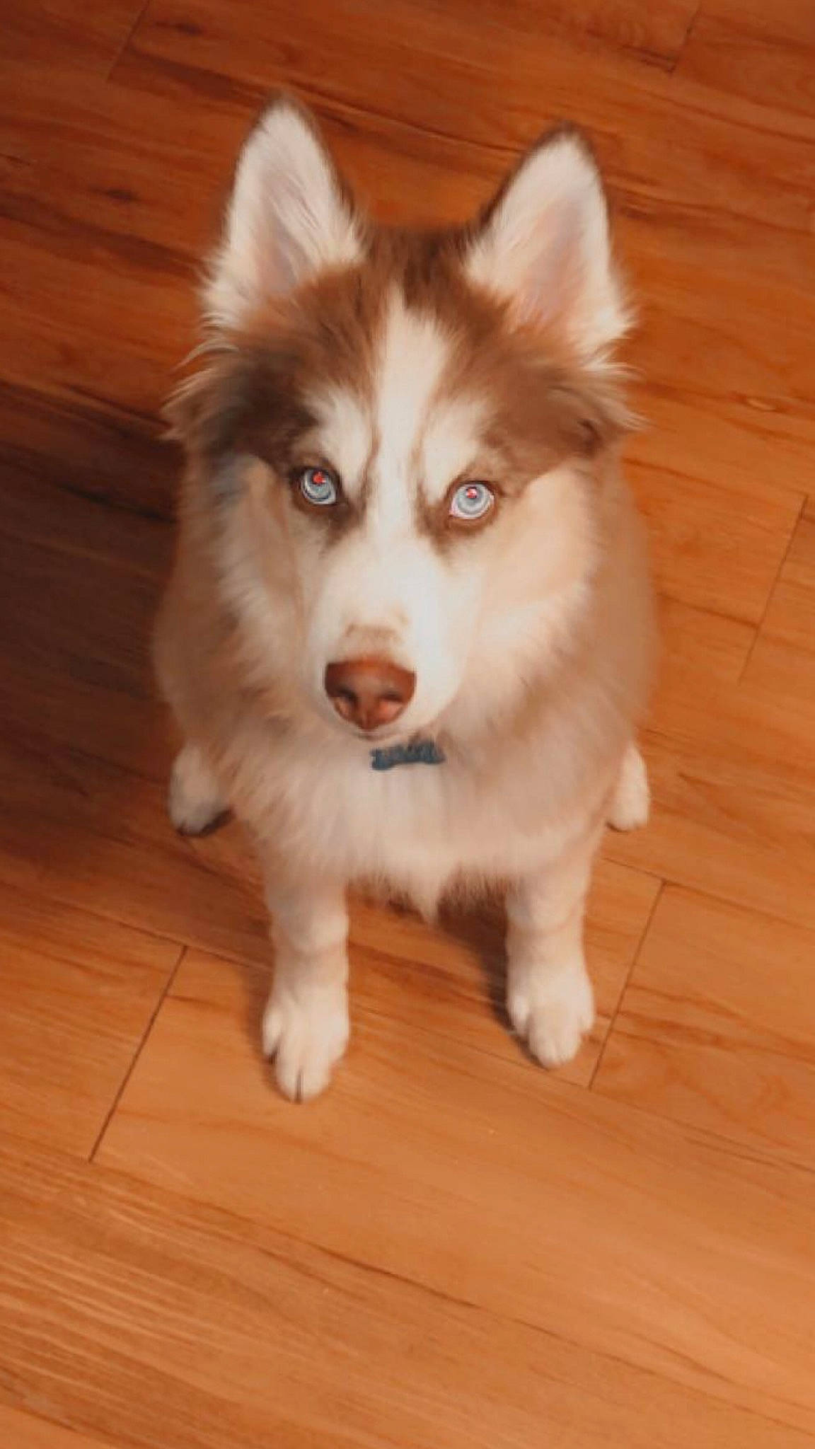 Diesel joined the competition — help win amazing prizes! alaskan_malamute, ancient_dog_breeds, canadian_eskimo_dog, canidae, carnivore, dog, dog_breed, mammal, native_american_indian_dog, nose, puppy, rare_breed_dog, sakhalin_husky, siberian_husky, sled_dog, snout, tamaskan_dog, vertebrate, wolfdog, working_dog