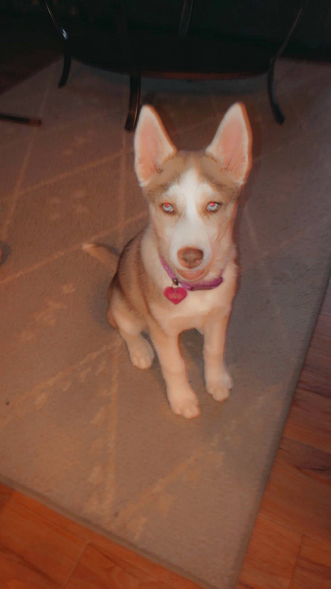 Daphne is registered to the contest to win money with this photo: alaskan_malamute, canaan_dog, canidae, carnivore, dog, dog_breed, east_siberian_laika, fawn, labrador_husky, mammal, northern_inuit_dog, rare_breed_dog, saarloos_wolfdog, sakhalin_husky, siberian_husky, sled_dog, tamaskan_dog, vertebrate, wolfdog, working_dog