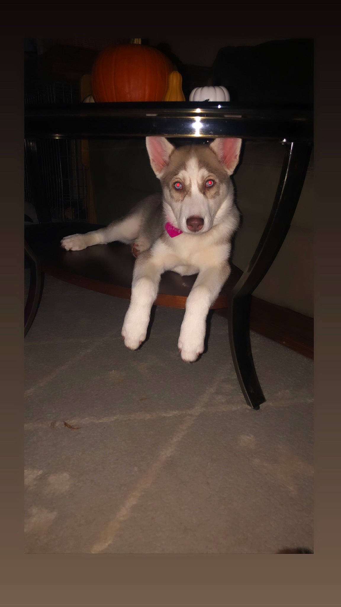 Daphne is registered to the contest to win money with this photo: alaskan_malamute, canidae, cardigan_welsh_corgi, carnivore, dog, dog_breed, east_siberian_laika, labrador_husky, mammal, native_american_indian_dog, northern_inuit_dog, nose, puppy, siberian_husky, sled_dog, tail, tamaskan_dog, vertebrate, west_siberian_laika, whiskers