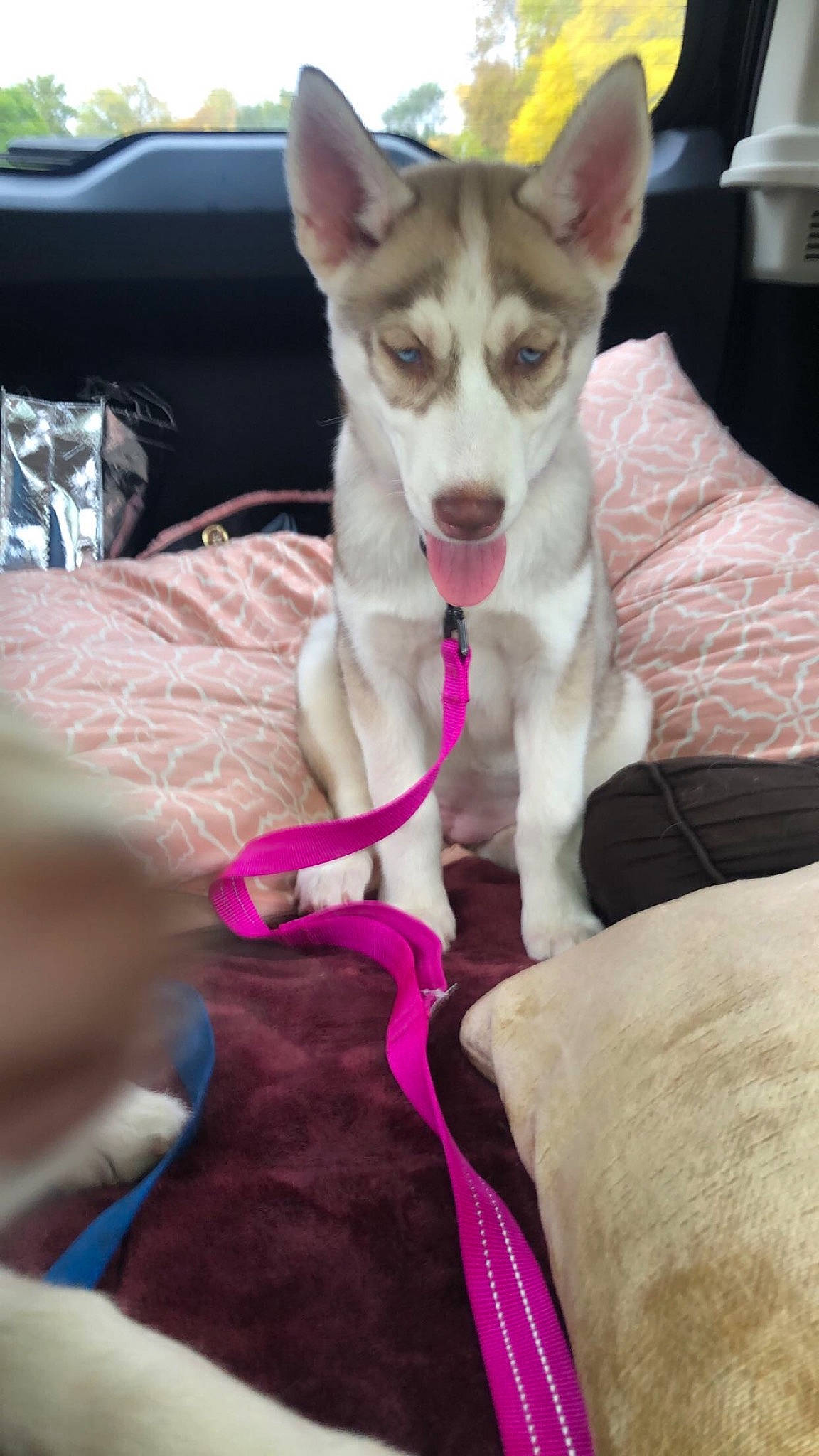 Daphne is registered to the contest to win money with this photo: canidae, carnivore, carolina_dog, dog, dog_breed, ibizan_hound, jaw, labrador_husky, mammal, northern_inuit_dog, norwegian_lundehund, rare_breed_dog, siberian_husky, sled_dog, tamaskan_dog, vertebrate, wolfdog