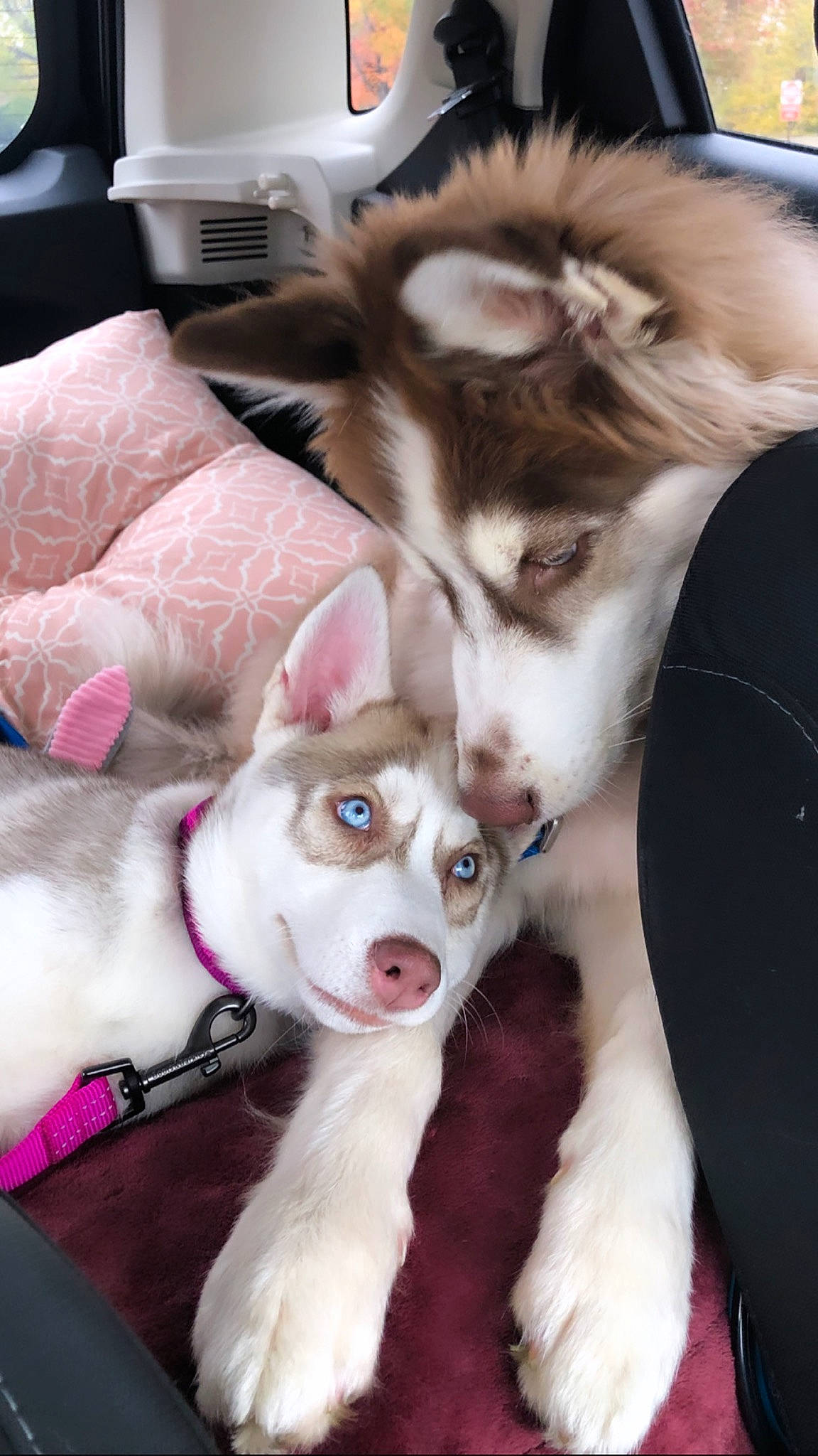 Daphne is registered to the contest to win money with this photo: alaskan_klee_kai, alaskan_malamute, canadian_eskimo_dog, canidae, carnivore, companion_dog, dog, dog_breed, mammal, miniature_siberian_husky, northern_inuit_dog, puppy, rare_breed_dog, siberian_husky, sled_dog, sporting_group, vertebrate, whiskers, wolfdog, working_dog