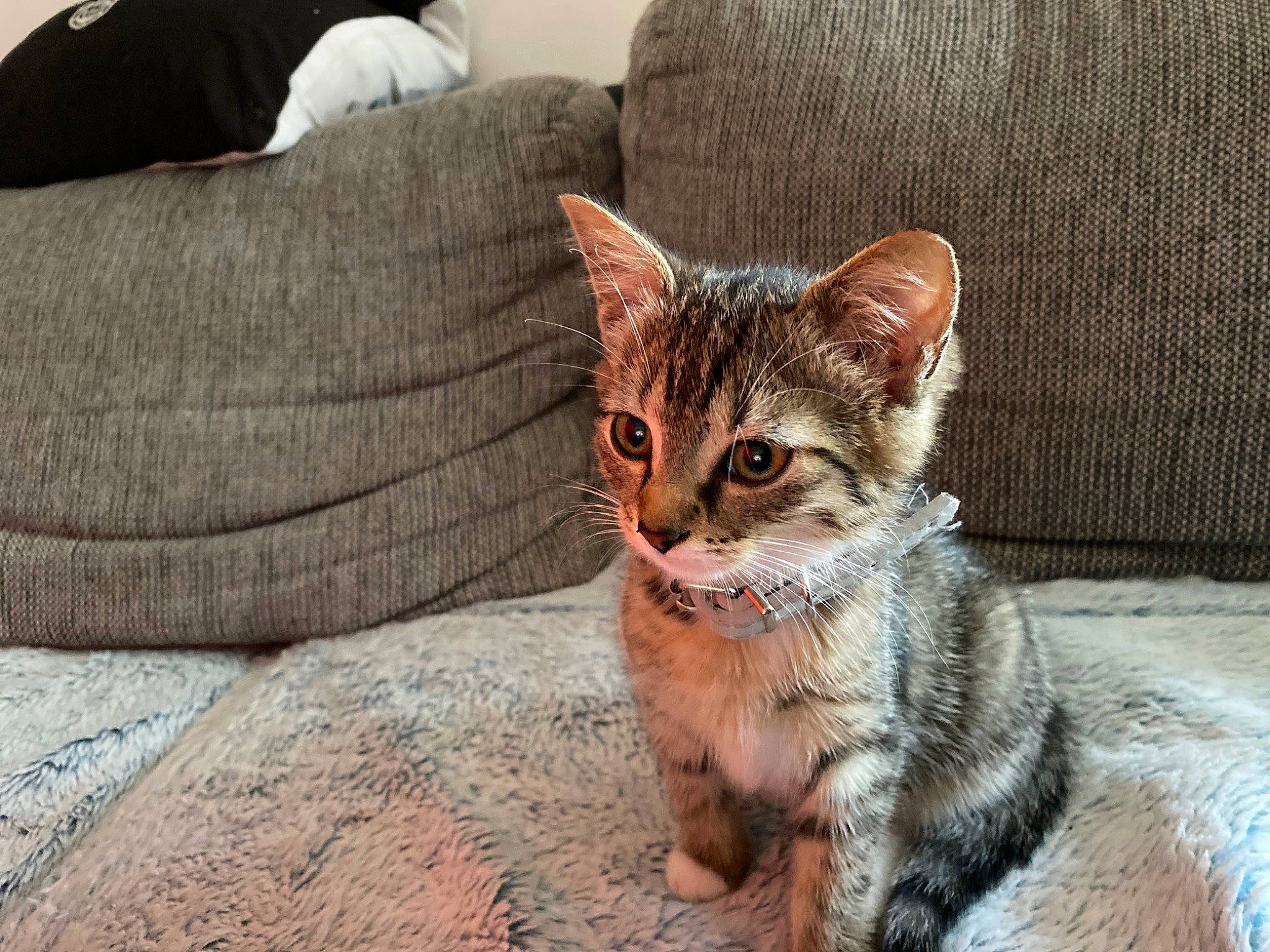 Kyara participe au concours pour gagner de l'argent avec cette photo : carnivore, cat, claw, comfort, couch, domestic_short_haired_cat, eye, fawn, felidae, fur, head, paw, pillow, small_to_medium_sized_cats, snout, tail, terrestrial_animal, tree, whiskers, window