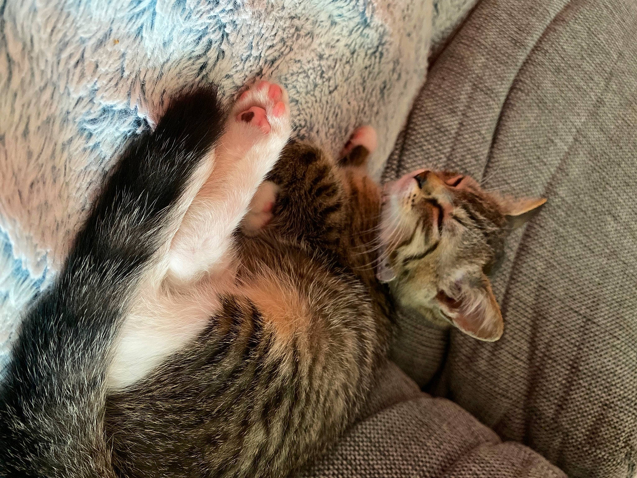 Kyara a rejoint le concours — aidez-le/la à gagner de superbes lots ! carnivore, cat, cat_bed, claw, comfort, domestic_short_haired_cat, fawn, felidae, fur, mammal, nap, paw, small_to_medium_sized_cats, snout, tail, terrestrial_animal, tree, vertebrate, whiskers, wildlife