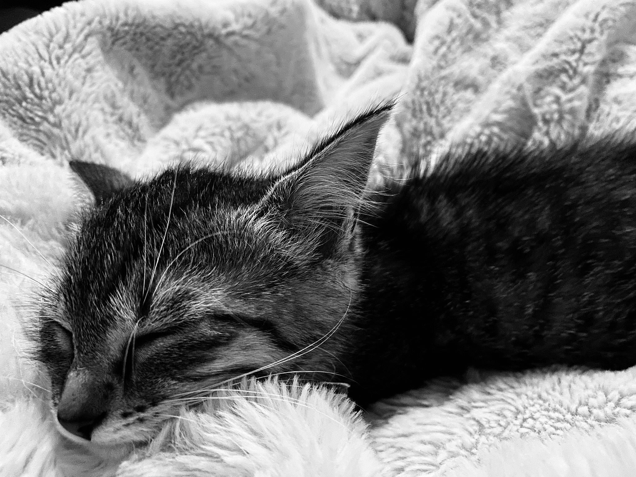 Kyara a rejoint le concours — aidez-le/la à gagner de superbes lots ! black_and_white, carnivore, cat, cat_bed, comfort, domestic_short_haired_cat, ear, eye, felidae, fur, grey, monochrome, monochrome_photography, nap, paw, small_to_medium_sized_cats, snout, style, textile, whiskers