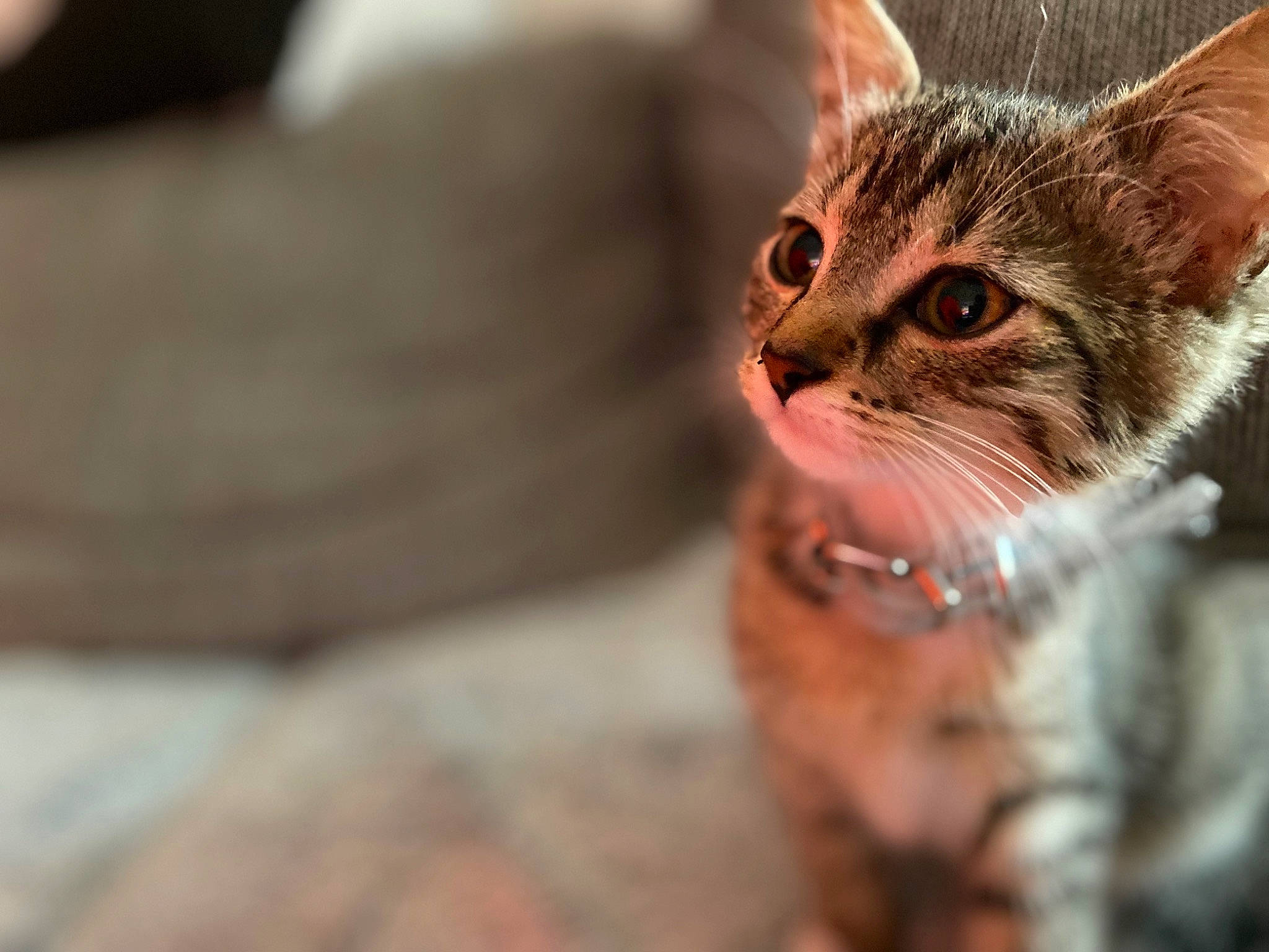 Kyara participe au concours pour gagner de l'argent avec cette photo : brown, carnivore, cat, claw, curious, domestic_short_haired_cat, eye, felidae, fur, paw, small_to_medium_sized_cats, snout, terrestrial_animal, tree, whiskers, wildlife