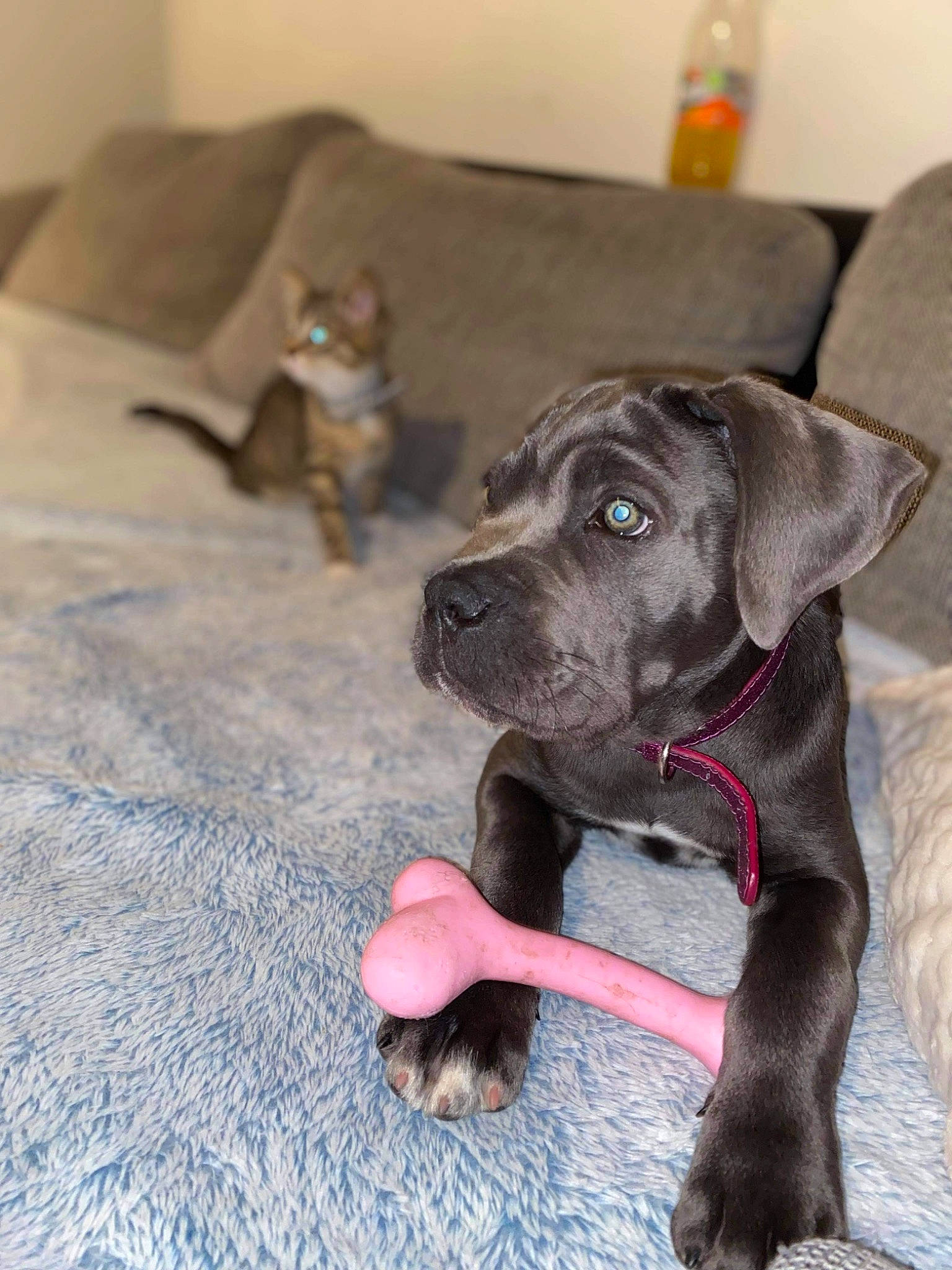 Shannel participe au concours pour gagner de l'argent avec cette photo : borador, canidae, carnivore, collar, comfort, companion_dog, couch, dog, dog_breed, dog_collar, fawn, flooring, guard_dog, gun_dog, liver, pet_supply, snout, sporting_group, tail, working_animal