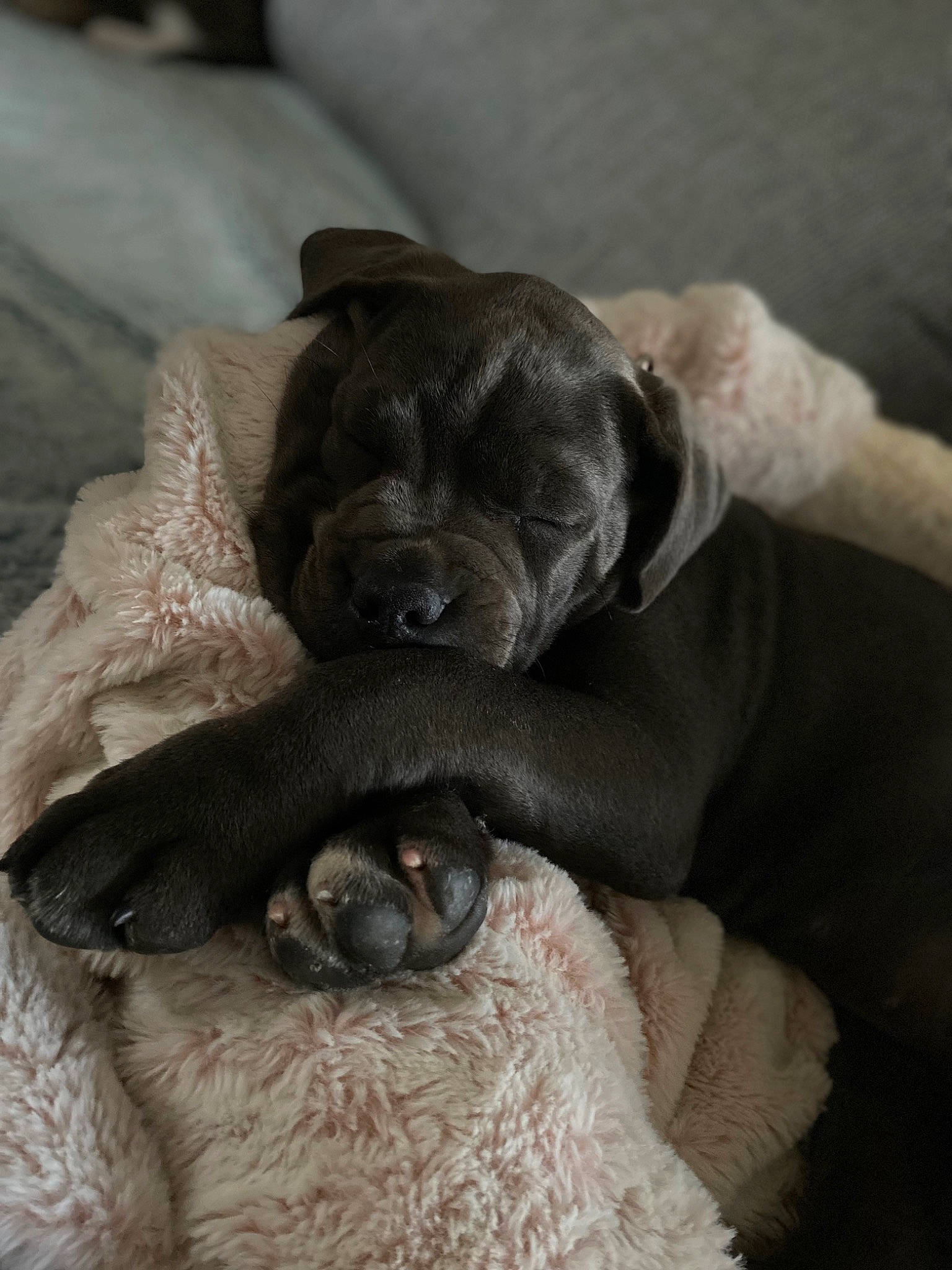 Shannel a rejoint le concours — aidez-le/la à gagner de superbes lots ! borador, canidae, carnivore, comfort, companion_dog, dog, dog_breed, fawn, fur, grey, gun_dog, linens, liver, snout, sporting_group, terrestrial_animal, toy_dog, whiskers, working_animal, wrinkle