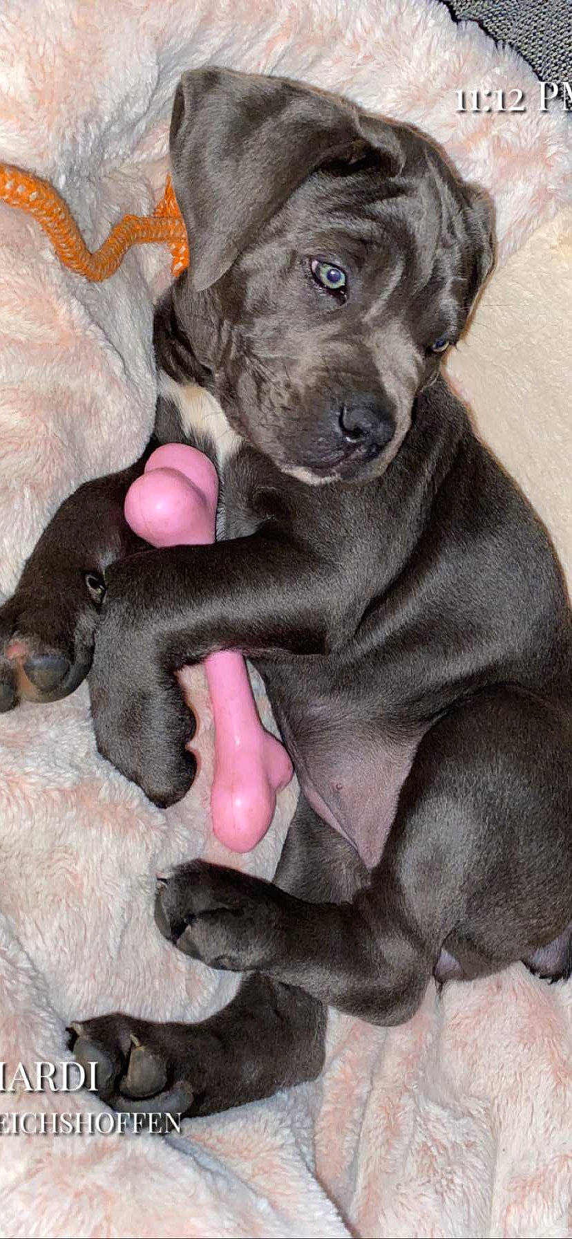 Shannel a rejoint le concours — aidez-le/la à gagner de superbes lots ! borador, canidae, carnivore, comfort, companion_dog, dog, dog_breed, fawn, fur, gun_dog, hunting_dog, liver, non_sporting_group, snout, sporting_group, terrestrial_animal, working_animal