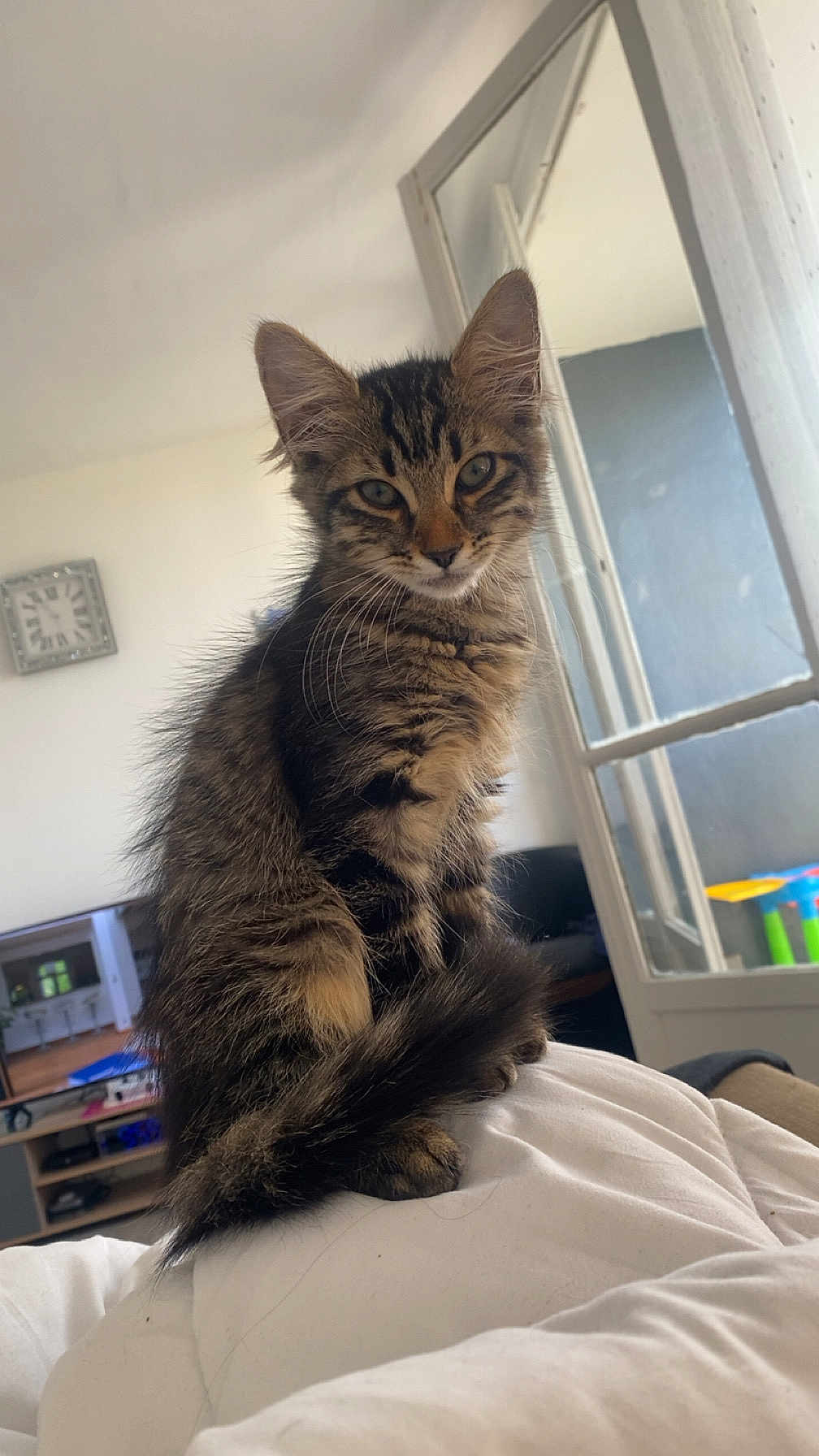 Bagheera