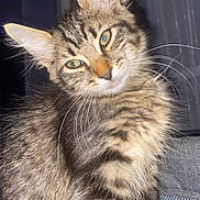 Bagheera participe au concours pour gagner de l'argent avec cette photo : cat, kitten, tabby, fur, whiskers, ears, green_eyes, pet, animal, cute, close_up, portrait, domestic_cat, young, feline, indoor, looking, curious, fluffy, face