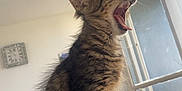 Bagheera participe au concours pour gagner de l'argent avec cette photo : cat, kitten, yawning, tabby, feline, indoor, pet, fur, whiskers, sitting, mouth_open, tongue, window, door, clock, television, furniture, home, light, cozy