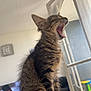 cat, kitten, yawning, tabby, feline, indoor, pet, fur, whiskers, sitting, mouth_open, tongue, window, door, clock, television, furniture, home, light, cozy