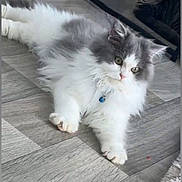 Auscar participe au concours pour gagner de l'argent avec cette photo : cat, fluffy_cat, tabby_cat, floor, indoor, pet, animal, feline, collar, bell, curious, resting, wood_floor, cozy, domestic, two_cats, laying_down, fur, whiskers, cute