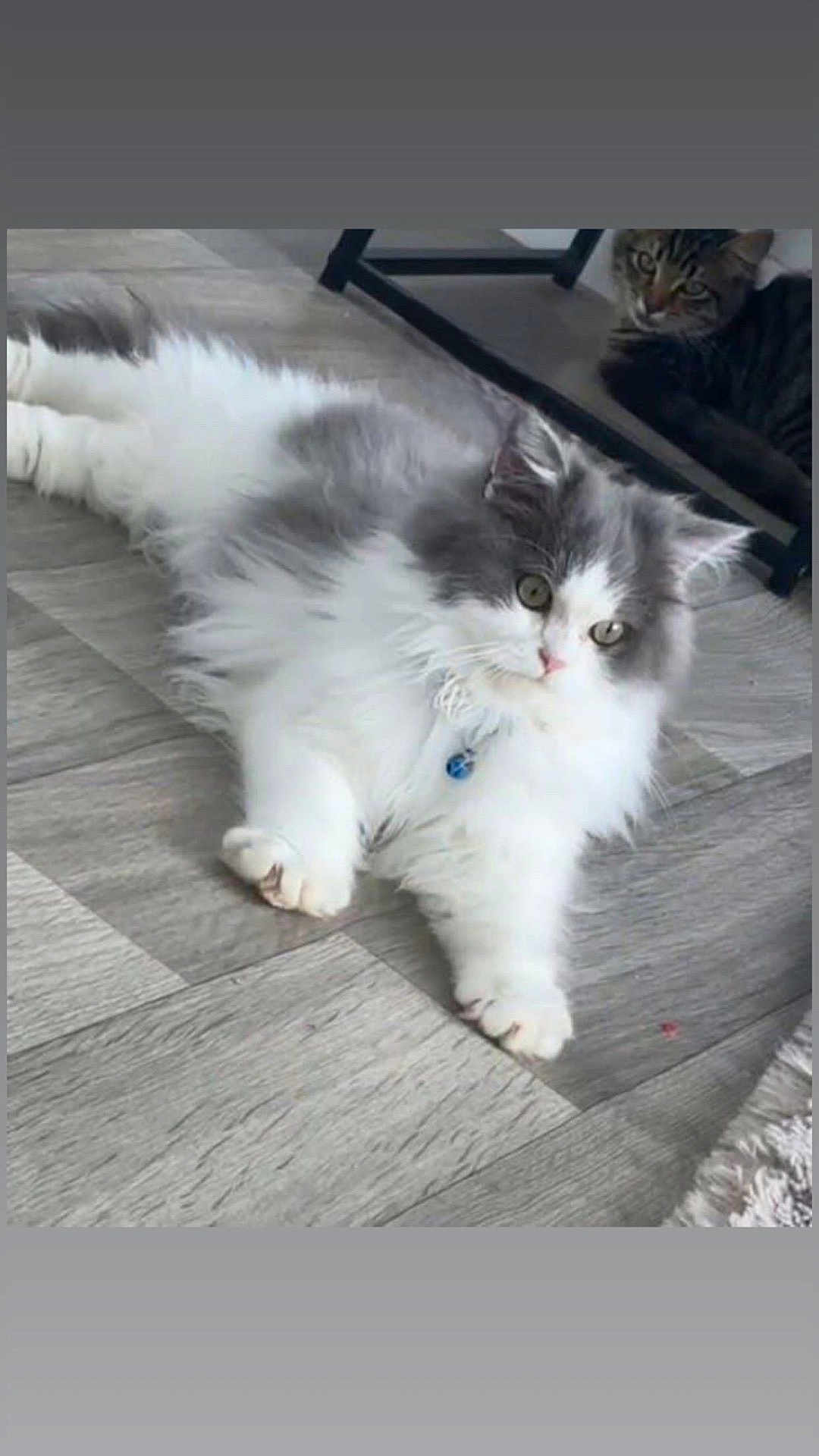 Auscar participe au concours pour gagner de l'argent avec cette photo : cat, fluffy_cat, tabby_cat, floor, indoor, pet, animal, feline, collar, bell, curious, resting, wood_floor, cozy, domestic, two_cats, laying_down, fur, whiskers, cute