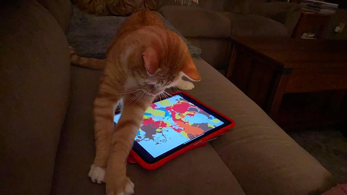 Simon joined the competition — help win amazing prizes! carnivore, cat, domestic_short_haired_cat, ear, european_shorthair, felidae, fur, gadget, kitten, lap, paw, play, room, small_to_medium_sized_cats, tablet_computer, tail, whiskers