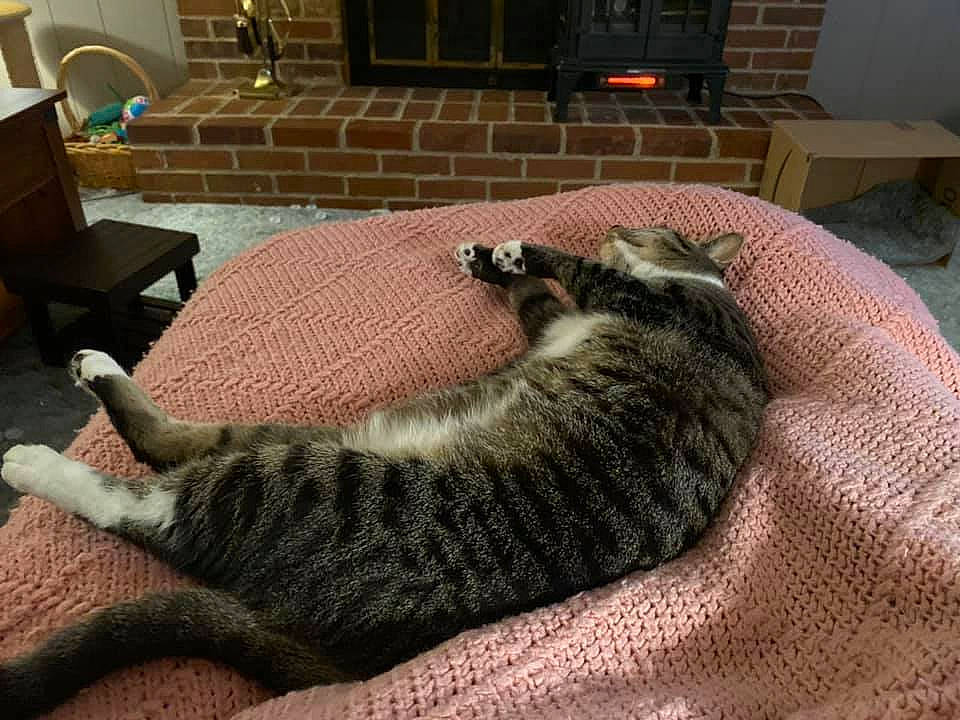 Sammi joined the competition — help win amazing prizes! american_shorthair, asian, carnivore, cat, domestic_short_haired_cat, dragon_li, egyptian_mau, european_shorthair, felidae, fur, kitten, mammal, small_to_medium_sized_cats, tabby_cat, tail, whiskers