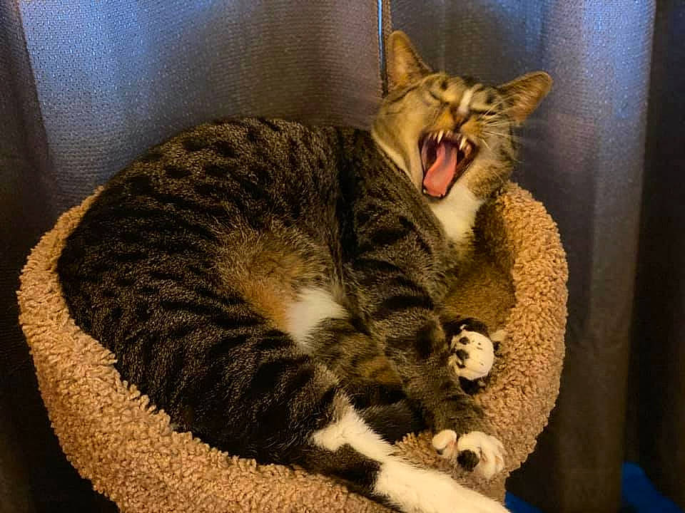 Sammi is registered to the contest to win money with this photo: american_shorthair, american_wirehair, asian, california_spangled, carnivore, cat, domestic_short_haired_cat, dragon_li, european_shorthair, facial_expression, felidae, fur, kitten, mammal, ocicat, small_to_medium_sized_cats, tabby_cat, whiskers, wild_cat, yawn