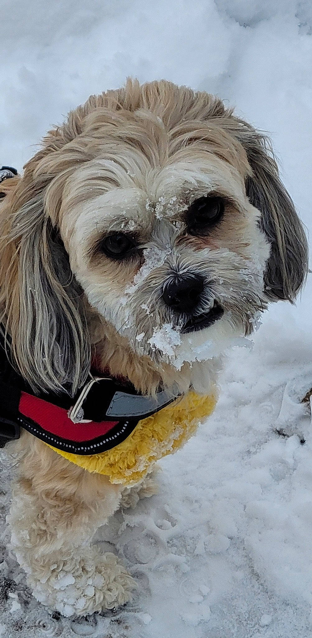 Stella joined the competition — help win amazing prizes! canidae, carnivore, collar, companion_dog, dog, dog_breed, dog_clothes, dog_collar, dog_supply, fur, liver, maltepoo, small_terrier, snout, snow, sporting_group, terrier, toy_dog, winter, working_animal