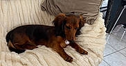 Bulle participe au concours pour gagner de l'argent avec cette photo : dog, dachshund, long_haired_dog, brown_dog, black_and_tan, pet, lying_down, lounging, collar, medallion, floppy_ears, indoors, chair, blanket, pillow, furniture, tiled_floor, window, cozy, portrait