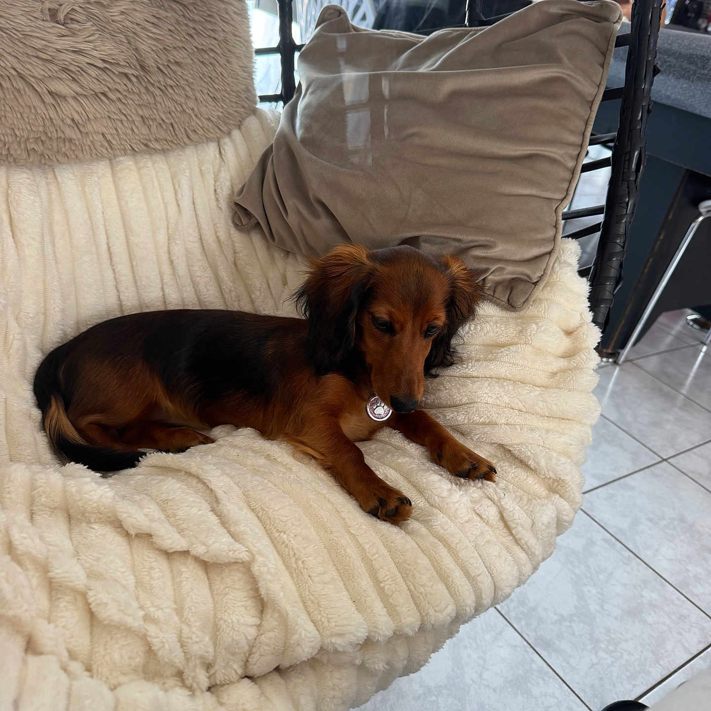 Bulle participe au concours pour gagner de l'argent avec cette photo : dog, dachshund, long_haired_dog, brown_dog, black_and_tan, pet, lying_down, lounging, collar, medallion, floppy_ears, indoors, chair, blanket, pillow, furniture, tiled_floor, window, cozy, portrait