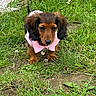 Bulle participe au concours pour gagner de l'argent avec cette photo : dog, puppy, dachshund, long_haired, brown_dog, black_and_tan, pink_bow, outdoor, grass, garden, daisies, flowers, pet, canine, sitting, portrait, floppy_ears, cute, animal, nature