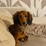 Bulle a rejoint le concours — aidez-le/la à gagner de superbes lots ! animal, black_ears, blanket, brown_fur, collar, couch, cozy, cushions, dachshund, dog, home, indoors, long-haired_dog, medallion, pet, photograph, portrait, sitting, sofa, wallpaper