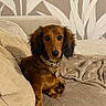 animal, black_ears, blanket, brown_fur, collar, couch, cozy, cushions, dachshund, dog, home, indoors, long-haired_dog, medallion, pet, photograph, portrait, sitting, sofa, wallpaper