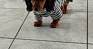 Bulle a rejoint le concours — aidez-le/la à gagner de superbes lots ! black_and_brown, brown_fur, canine, cute, dachshund, dog, dog_clothing, floppy_ears, home, indoors, long_hair, looking_at_camera, pet, portrait, puppy, small_dog, standing, striped_shirt, tail, tile_floor