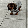 Bulle a rejoint le concours — aidez-le/la à gagner de superbes lots ! dog, dachshund, puppy, pet, canine, small_dog, long_hair, brown_fur, black_and_brown, striped_shirt, dog_clothing, standing, indoors, tile_floor, home, portrait, looking_at_camera, floppy_ears, tail, cute