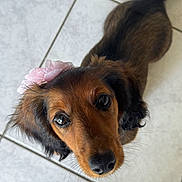 Bulle participe au concours pour gagner de l'argent avec cette photo : dog, dachshund, long_hair, brown_fur, black_fur, floppy_ears, pink_flower, pet_accessory, large_eyes, shiny_eyes, curious, cute, portrait, closeup, indoor, tile_floor, looking_up, animal, companion, photography