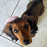 dog, dachshund, long_hair, brown_fur, black_fur, floppy_ears, pink_flower, pet_accessory, large_eyes, shiny_eyes, curious, cute, portrait, closeup, indoor, tile_floor, looking_up, animal, companion, photography
