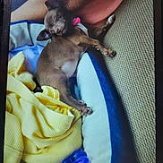 Coco is registered to the contest to win money with this photo: dog, puppy, sleeping, small_dog, brown_dog, chihuahua, pet_bed, blanket, yellow_blanket, pillow, couch, paw, collar, pink_collar, human_arm, toy, blue_toy, indoor, cozy, napping