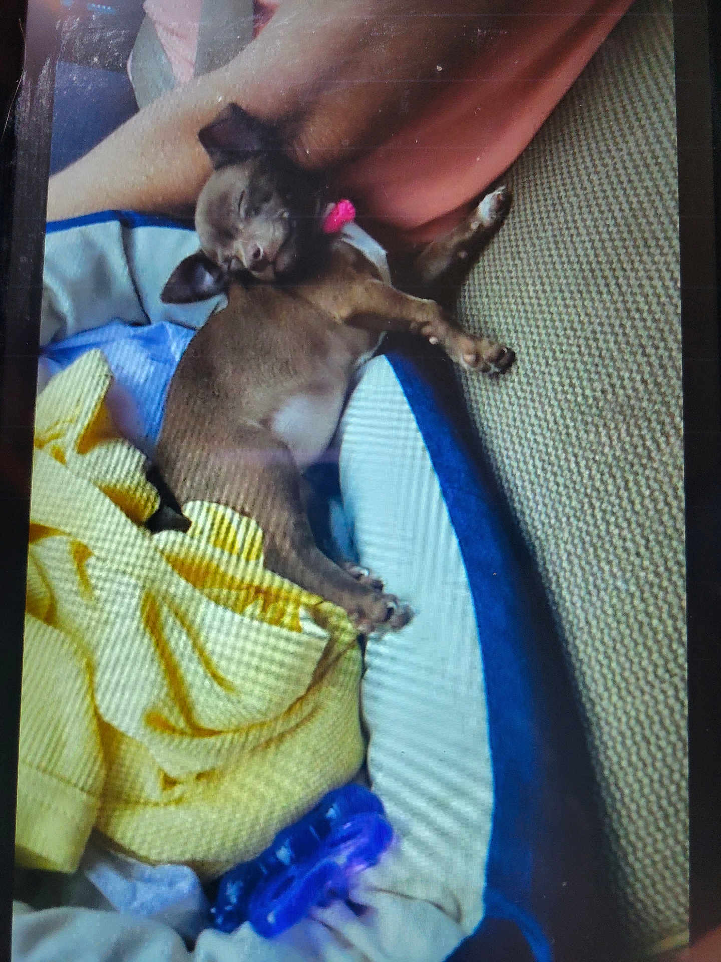 Coco is registered to the contest to win money with this photo: dog, puppy, sleeping, small_dog, brown_dog, chihuahua, pet_bed, blanket, yellow_blanket, pillow, couch, paw, collar, pink_collar, human_arm, toy, blue_toy, indoor, cozy, napping