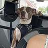 Shayma participe au concours pour gagner de l'argent avec cette photo : dog, car, backseat, harness, pet, animal, interior, seatbelt, headrest, window, suburban, toy, stuffed_animal, shoulder, person, brown, white, expression, sitting, daylight