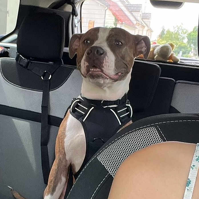 Shayma participe au concours pour gagner de l'argent avec cette photo : dog, car, backseat, harness, pet, animal, interior, seatbelt, headrest, window, suburban, toy, stuffed_animal, shoulder, person, brown, white, expression, sitting, daylight